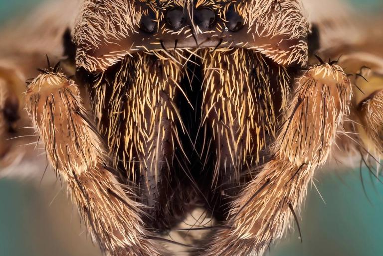 <p>Wolf Spiders are interesting, as they do not spin webs and have the energy and persistence to chase and hunt their prey over long distances. They will then pounce and bite, expelling a painful bite that is, thankfully, not lethal to humans.</p> <p>Their bites usually result in inflamed skin and mild pain. </p>