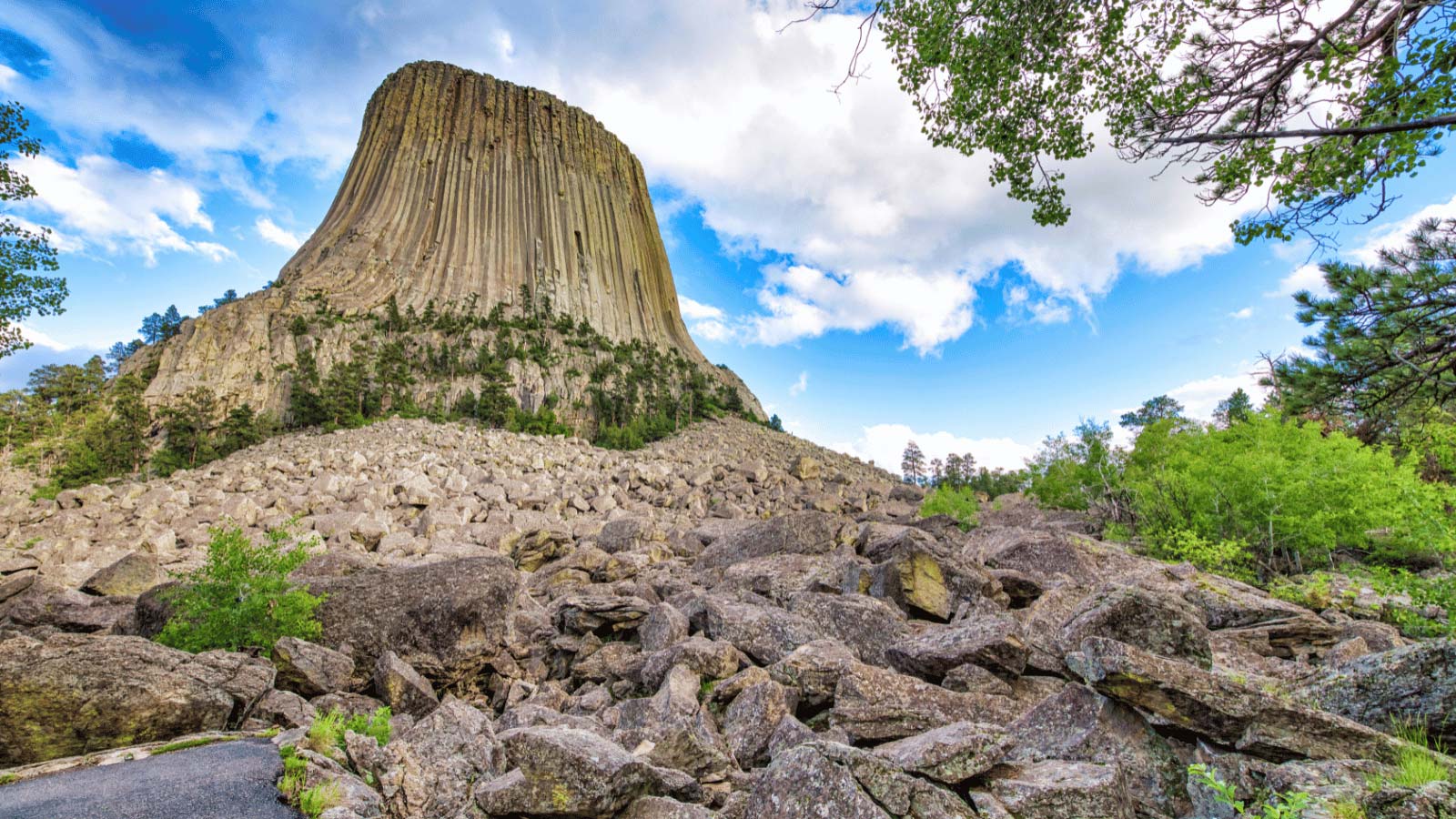 <p>Devils Tower stands 1267 feet tall and is located in the northwest corner of the Black Hills. It was declared a monument by Teddy Roosevelt in 1906.</p>