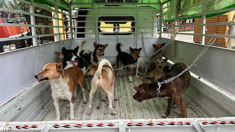 Assam: 47 dogs rescued from smugglers in Golaghat, 5 arrested