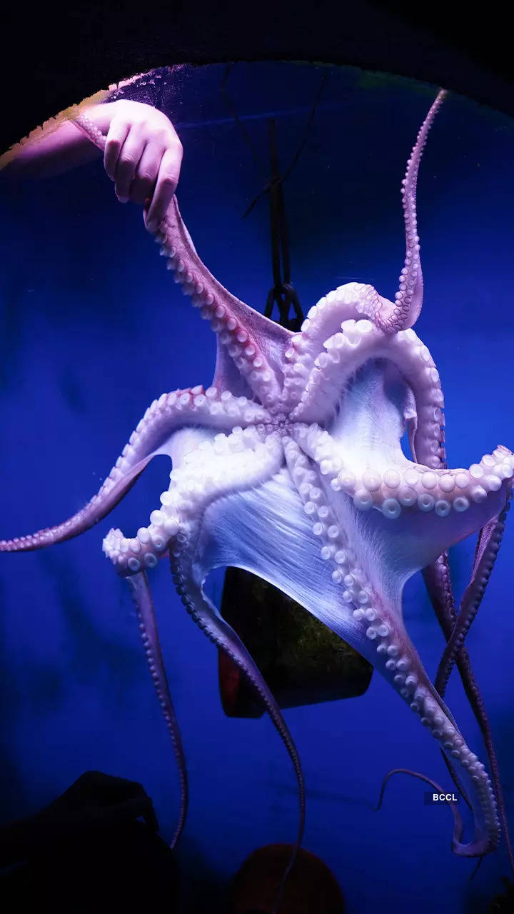 10 clever tricks by the ocean's genius—Octopus