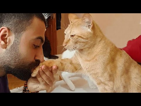 Cats as Best Friends? These Clips Prove It’s True
