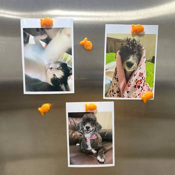 The crackers holding up photos of a dog on a fridge