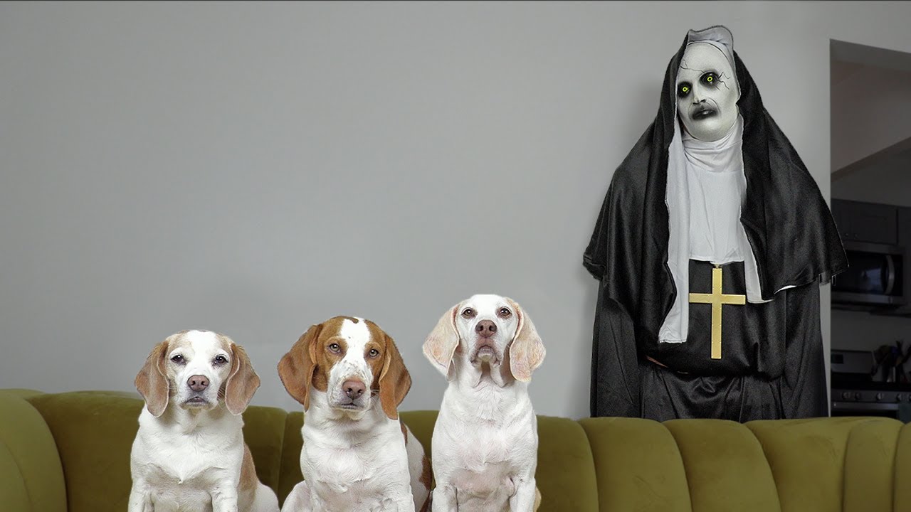 Dogs Vs Demon Nun From 'The Conjuring' Prank: Funny Dogs Maymo, Penny ...