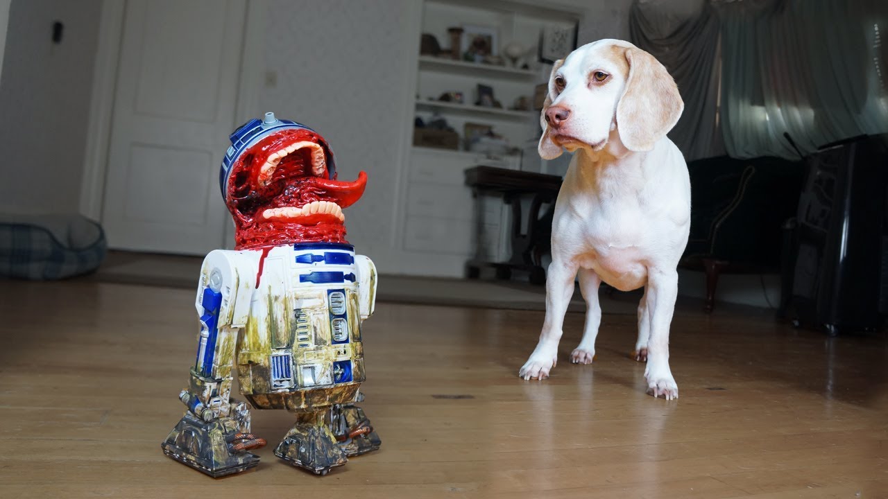 Dog Vs Zombie R2D2 Prank! Funny Dogs Maymo, Potpie & Penny