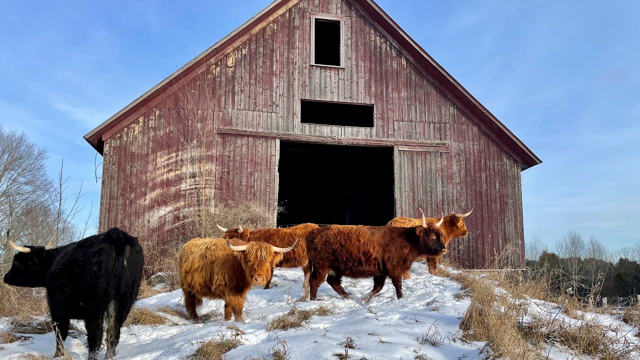 High stakes move as shaggy cattle enter an ancient barn for the first time