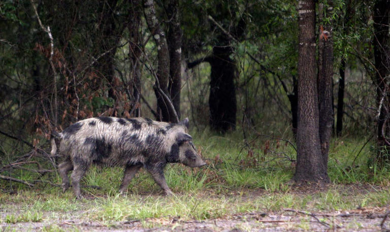 Where Canada's 'super pigs' are most likely to invade the US — and ...