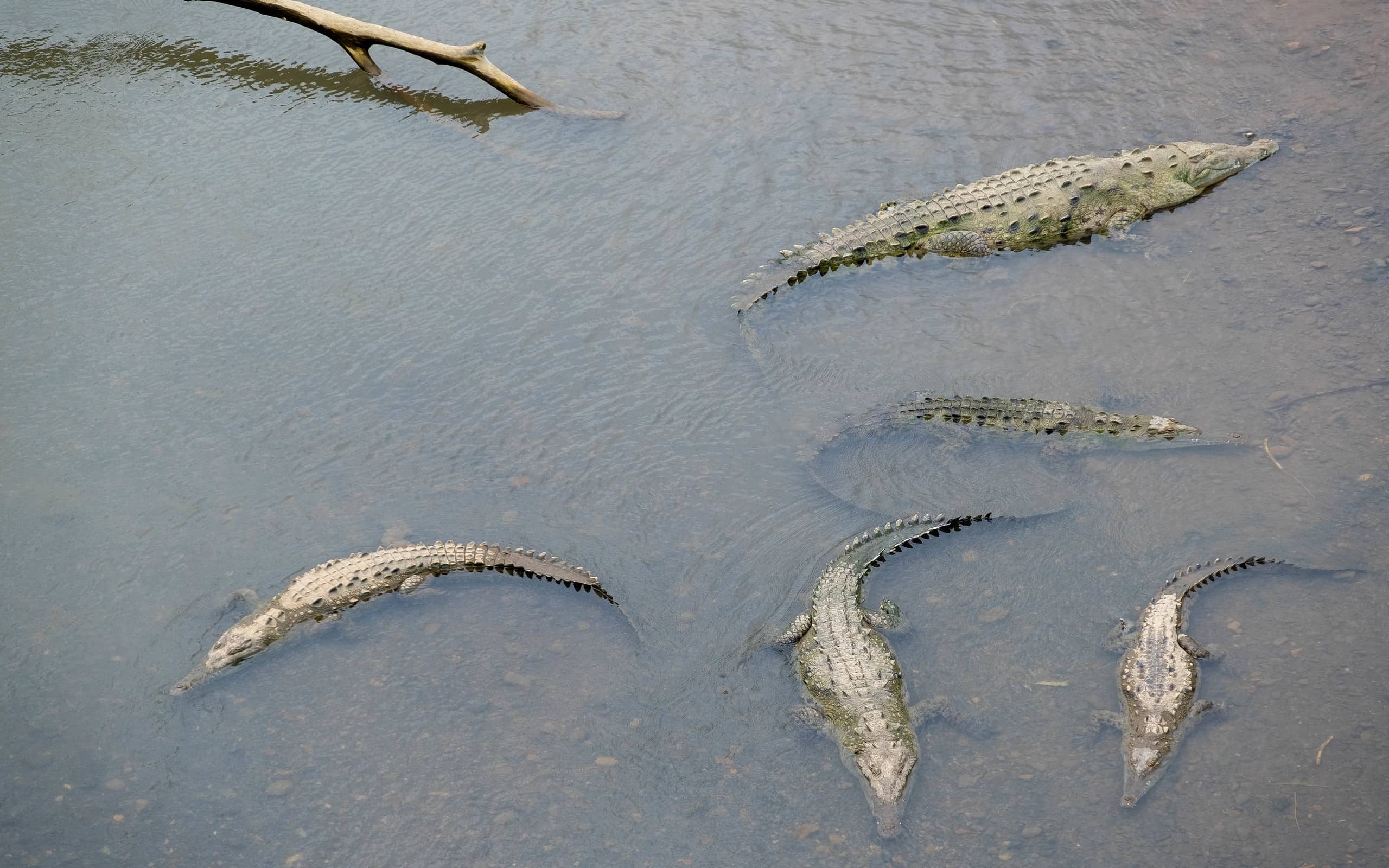 7 Amazing Animals That Can Freeze And Come Back To Life