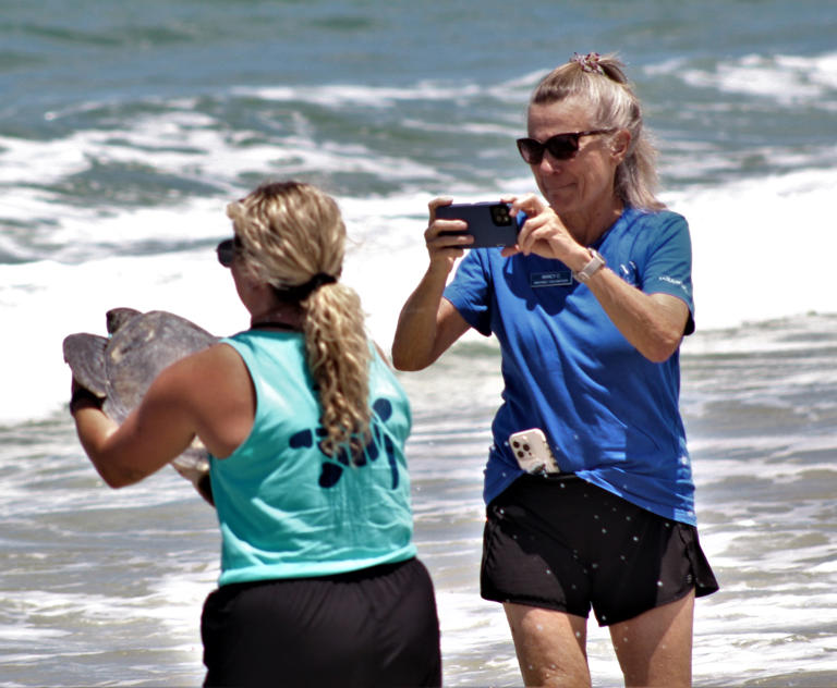 Green sea turtles released in Marineland after rehabilitation at UF's ...