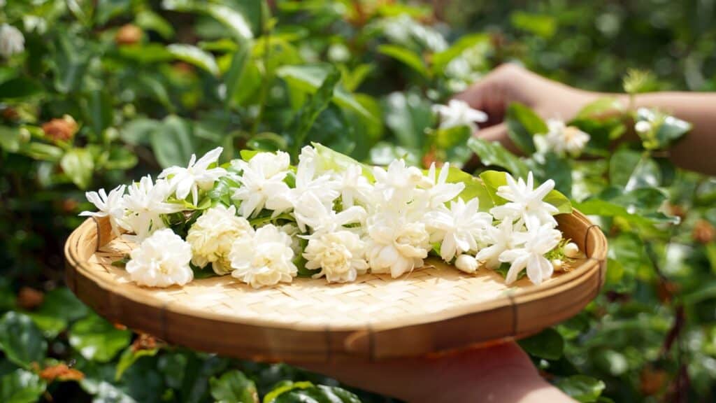 <p>Jasmine is derived from the Arabic word yāsamīn. This fragrant flower was introduced to Europe by Arab traders and has since become popular in gardens and perfumes.</p>