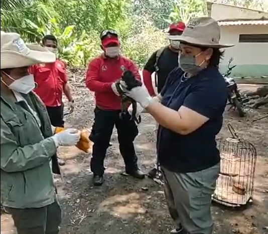 Orphaned baby howler monkey rescued after mother dies in heat wave