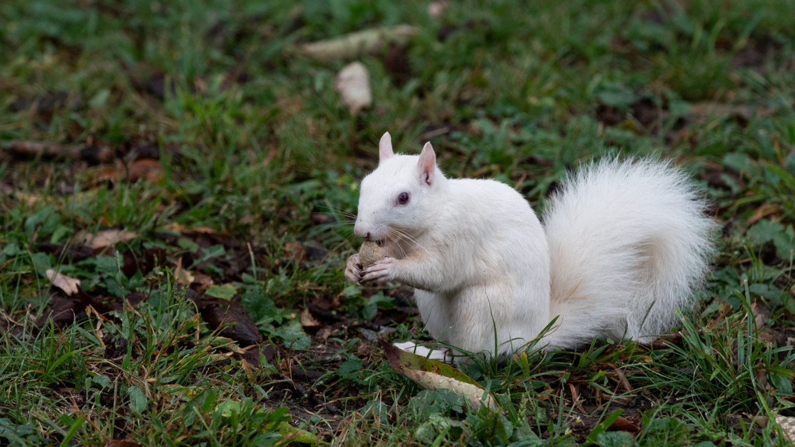 <p>You might not think of Illinois as a hotspot for animal lovers, but it’s one of the best places in the world to see albino squirrels in their natural habitat. The city proudly proclaims itself as “The Home of the White Squirrels,” and you can see these unique critters all around the area. Squirrels may not seem exciting, but albino animals are very rare and an interesting sight to behold.</p>
