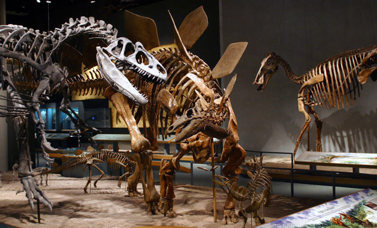 "Alice" the allosaurus, discovered by India Wood, is posed with a stegosaurus at the Denver Museum of Nature & Science in Sept. 2023.