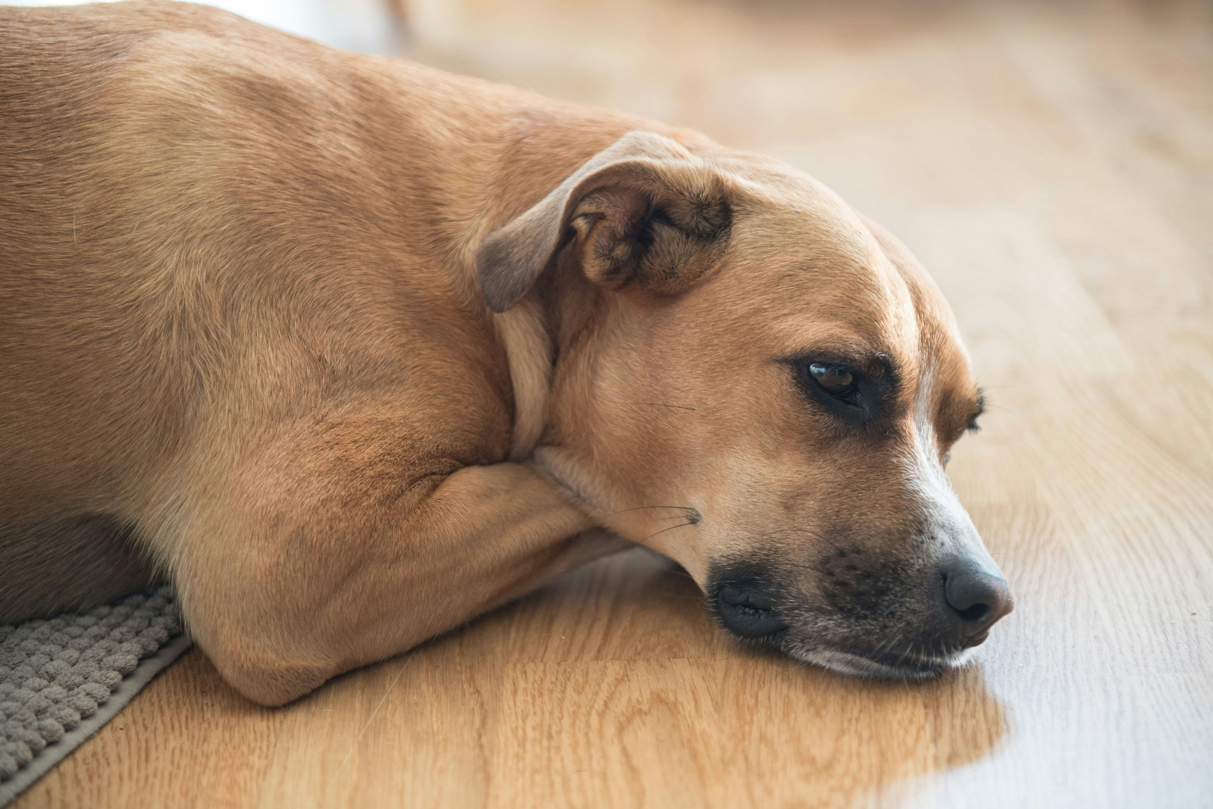 Hund hat Schokolade gefressen: Wie lange muss ich meinen Vierbeiner ...