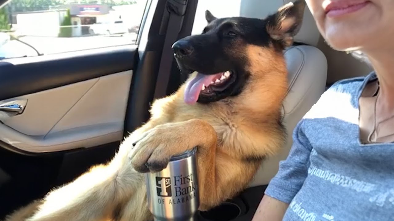 German Shepherd Acts Like The Boss In Funniest Video