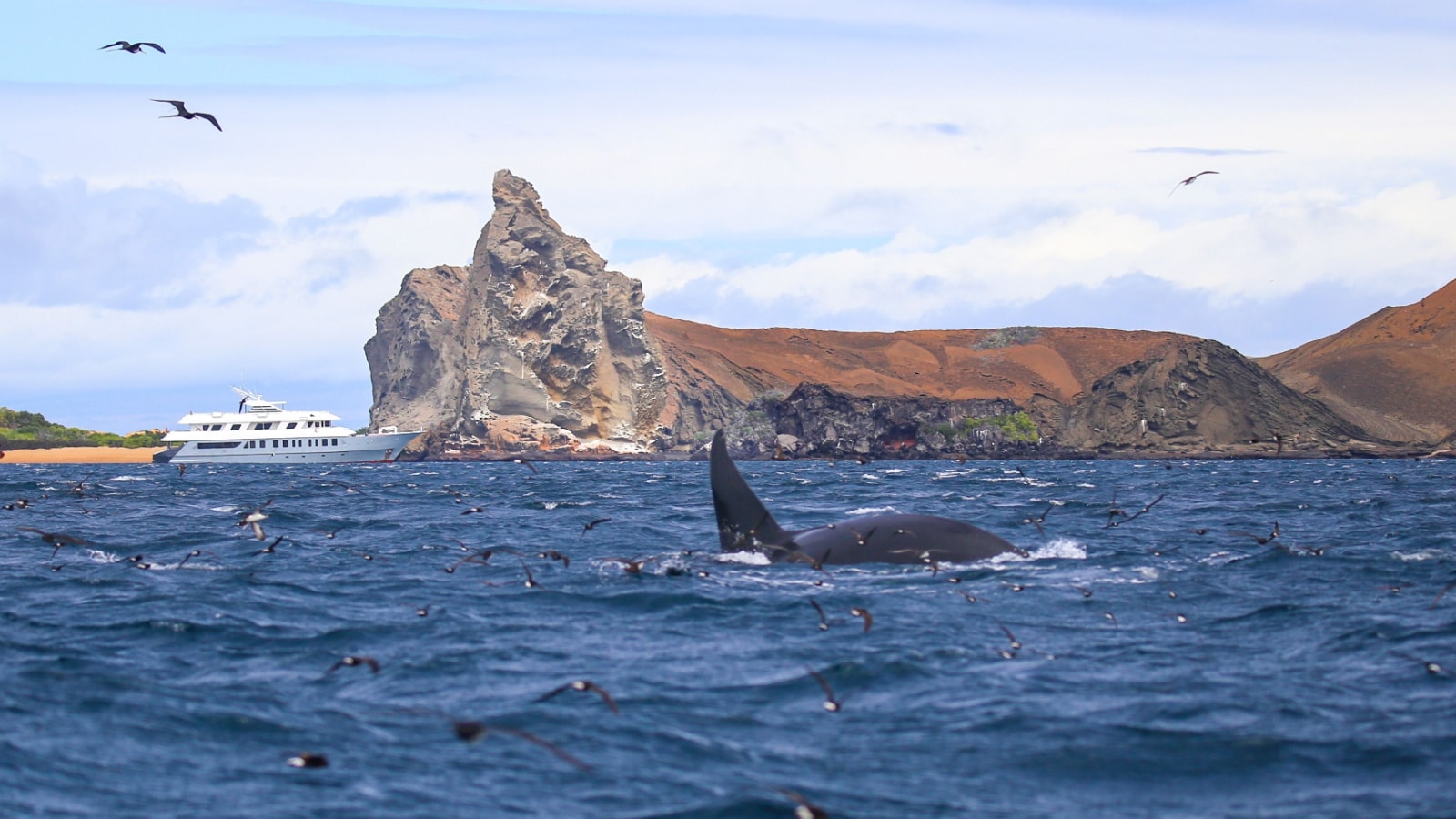 <p>The Galápagos Islands are another sensational place to see diverse wildlife. The boat tours offer the adventure of a lifetime. You’ll see iguanas, sea lions, cormorants, giant tortoises, albatrosses, hawks, penguins, and more. Plus, the guided tours teach you a lot about the islands’ ecosystem.</p>