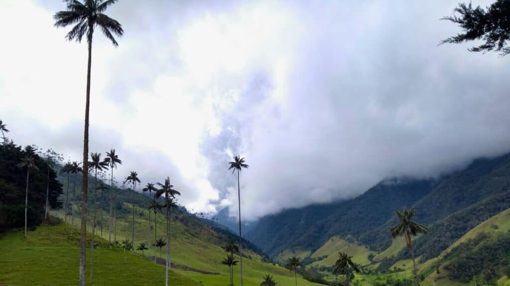 <p><a href="https://sparknomad.com/valle-de-cocora-colombia/">Cocora Valley</a>, part of Los Nevados National Park in Salento, Quindio, is known for its towering Quindio wax palms, the tallest palm trees globally, reaching up to 200 ft. Its picturesque scenery, including misty mountains and diverse wildlife, feels like a journey through time.</p>
