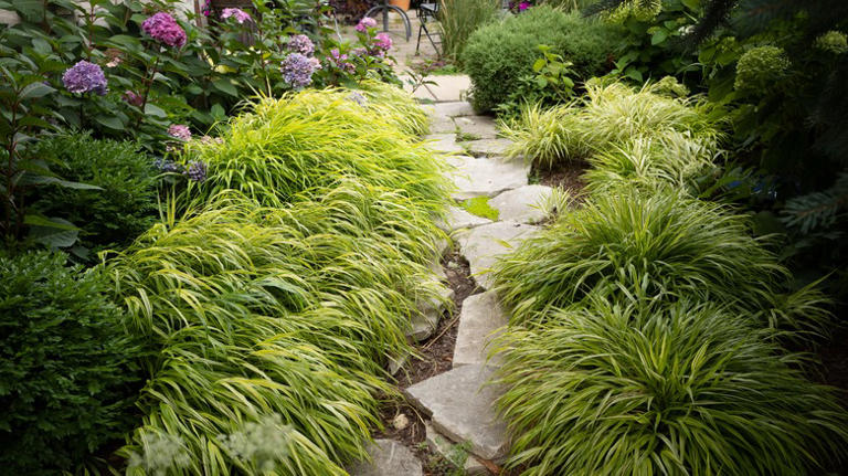Garden path with Japanese forest grass