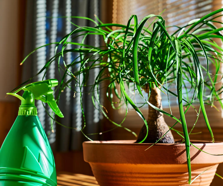 How To Care For A Ponytail Palm Tree – 3 Expert Tips For This Unique 