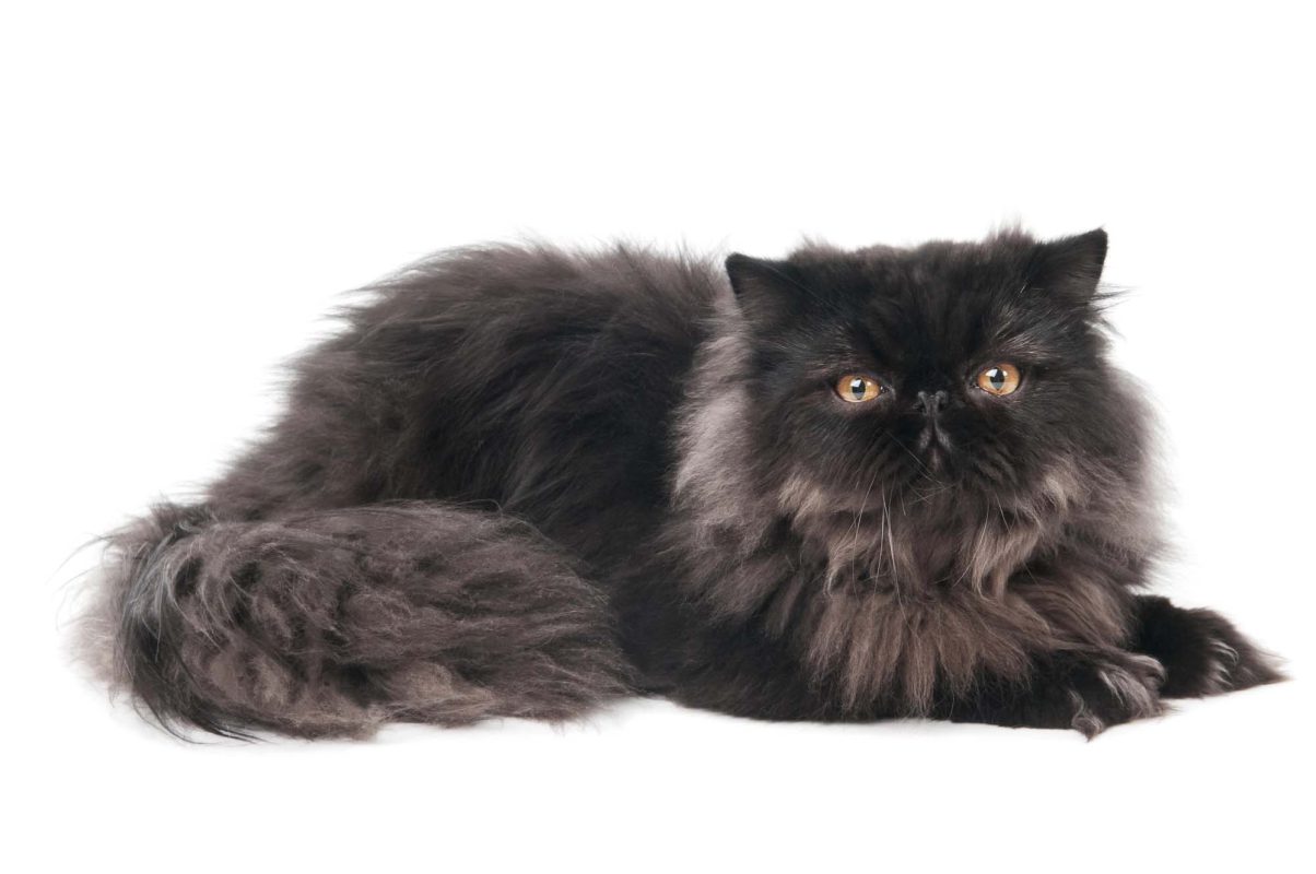 Your cat is trying to tell you they’re bored — here’s what it really ...