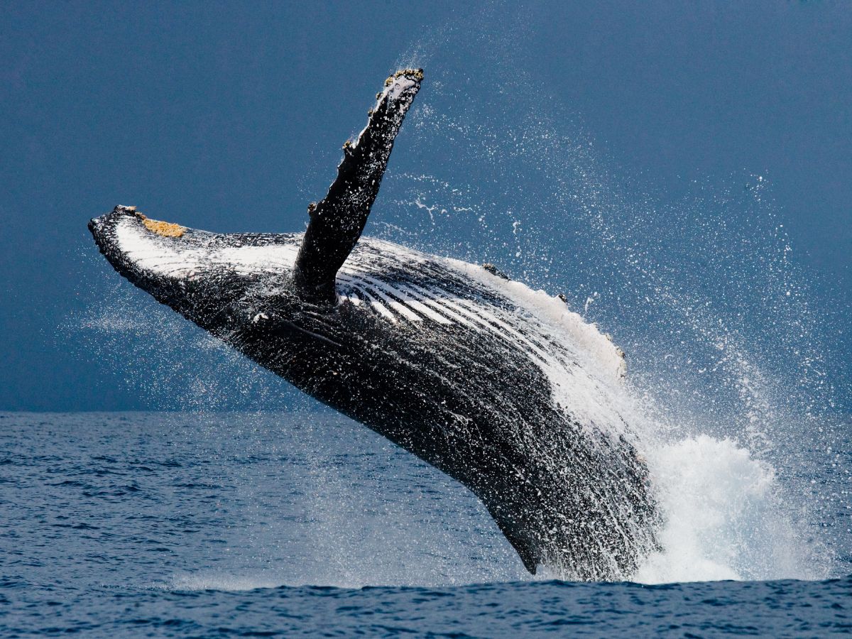 <p>If you’ve ever dreamed of whale-watching, Ecuador is one of the best places for it. This experience is possible from both the Galapagos and mainland Ecuador, meaning you can add it to your itinerary no matter your plans.</p>