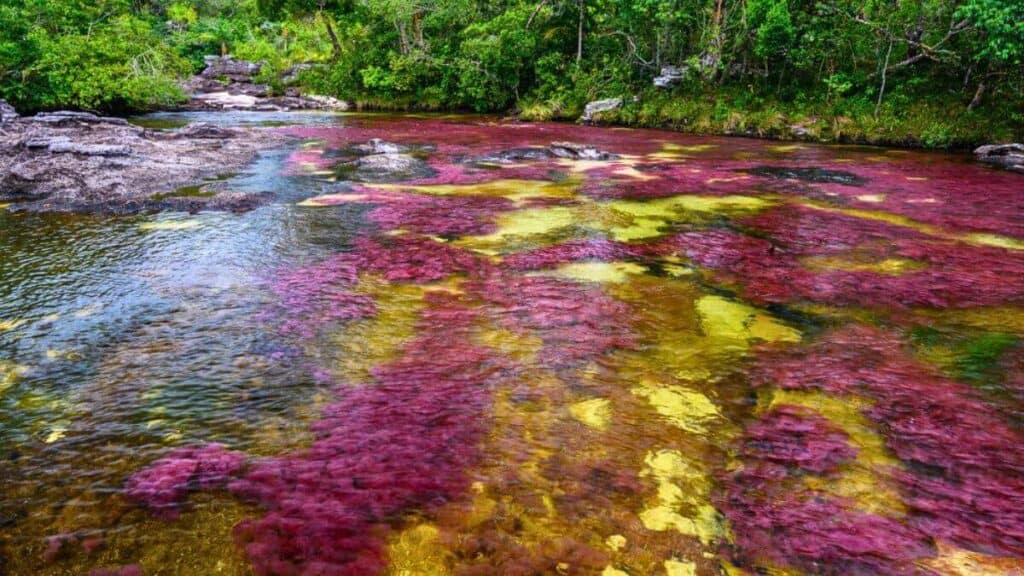 <p><a href="https://sparknomad.com/cano-cristales-rainbow-river-colombia/">Caño Cristales</a>, also known as the “Liquid Rainbow,” is one of Colombia’s stunning natural wonders. Thanks to the unique aquatic plants in the river, this river showcases vibrant colors like red, yellow, green, blue, and black, especially between June and November.</p>