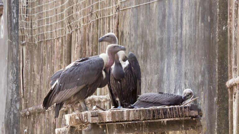 Rewilding in tiger reserves helps near-extinct vultures soar again