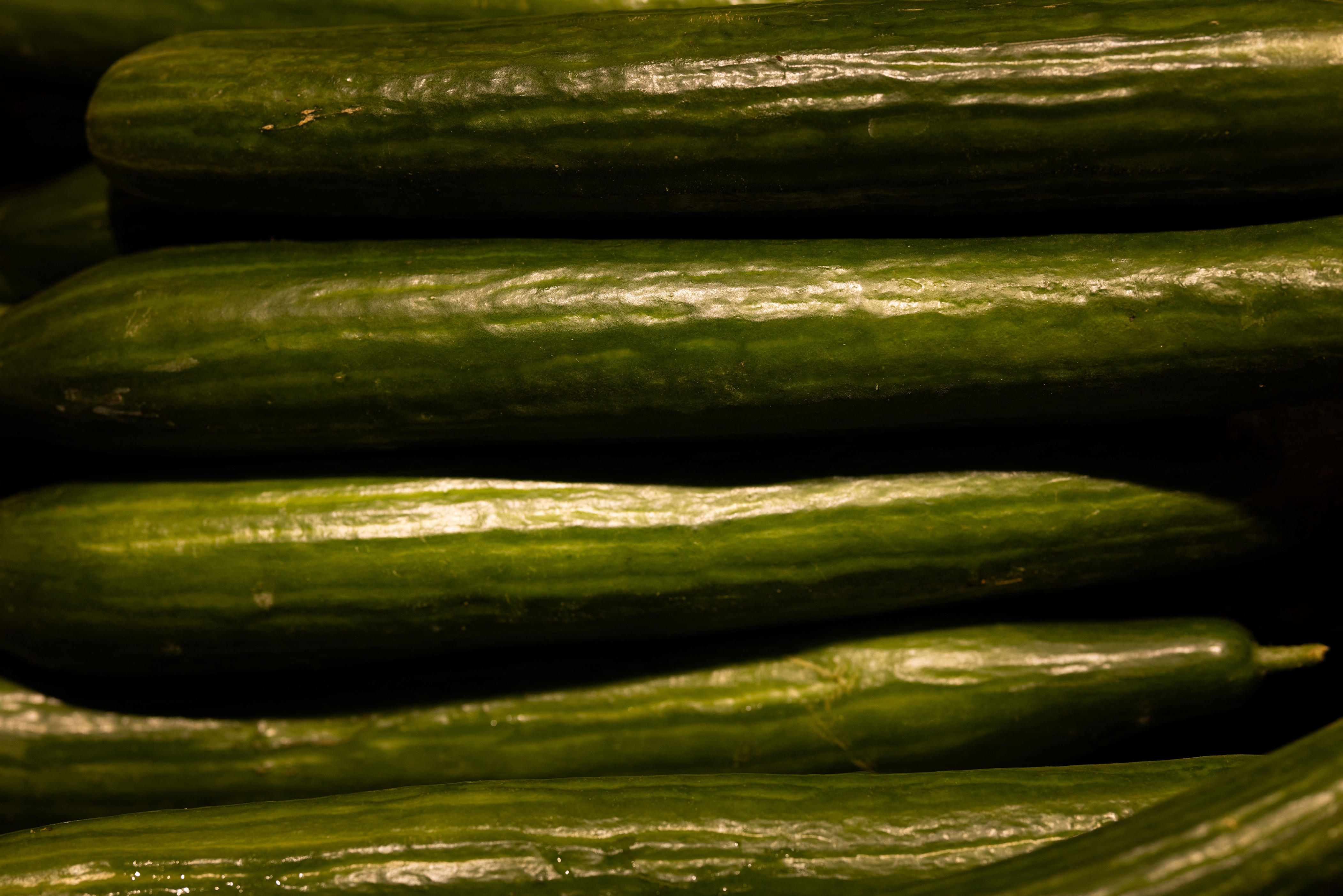 Cucumbers Sold In NY Recalled For Possible Salmonella Contamination