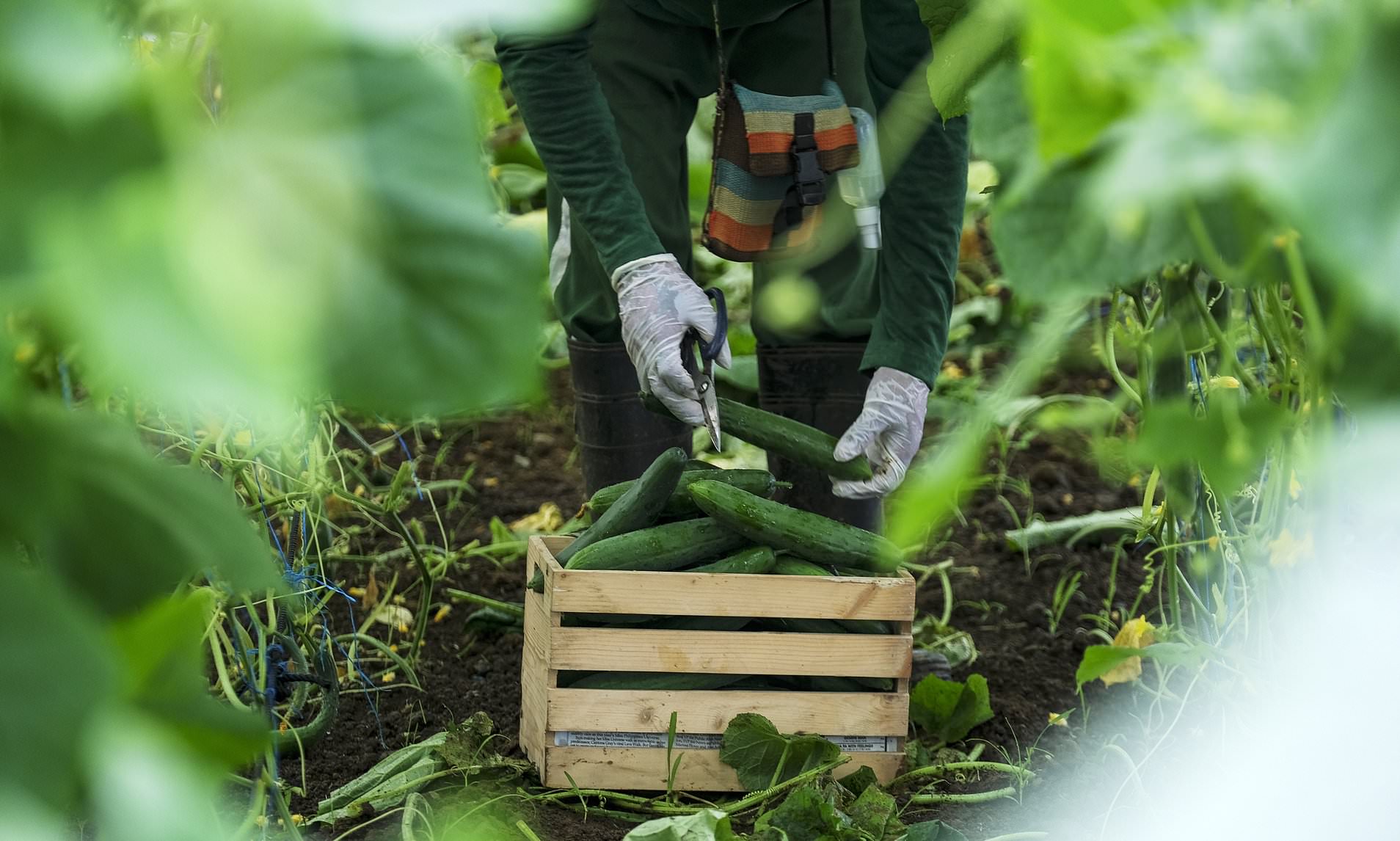 Cucumbers Recalled In 14 States Over Salmonella Contamination