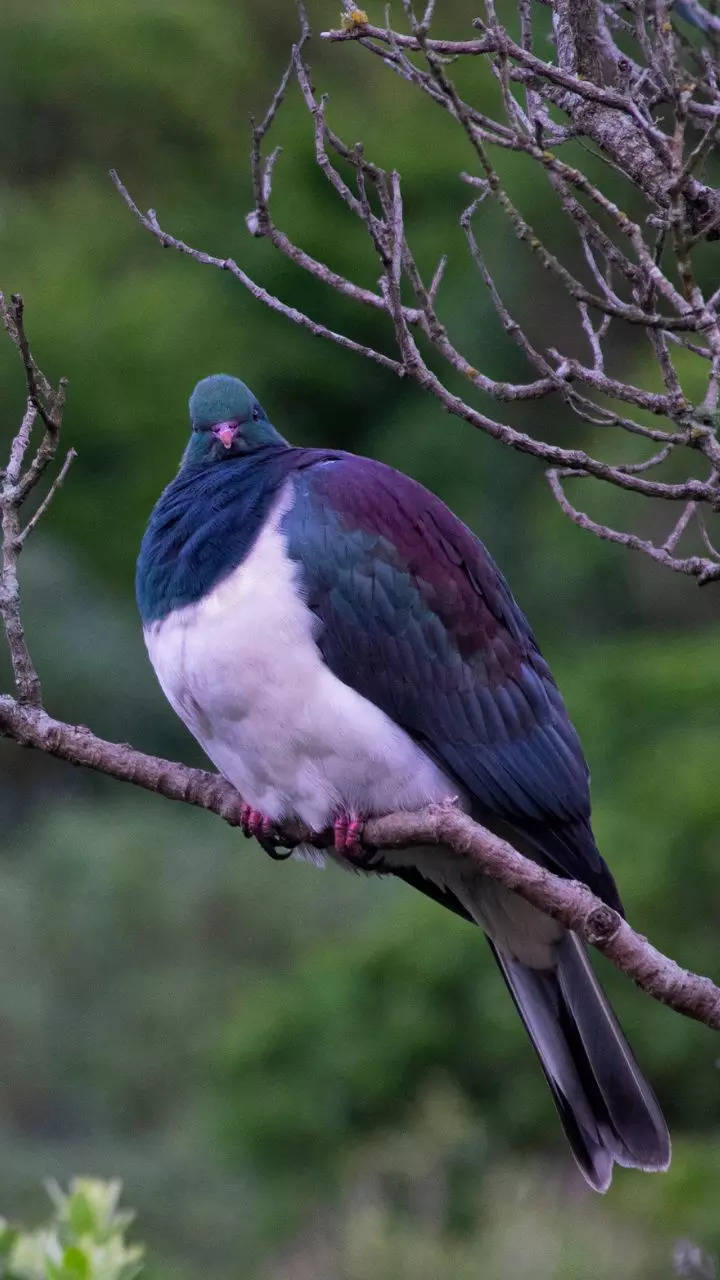 All about Kereru; The bird that stays drunk during Summers