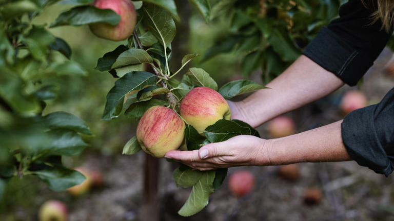 Here's How Long It Might Take For Your Apple Tree To Grow Juicy Fruits