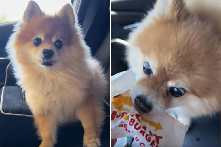 Dog Experiences Every Emotion While at the Drive-Thru: 'The Drama'