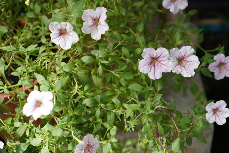 How To Grow And Care For Colorful And Bold Petunias — According To Experts