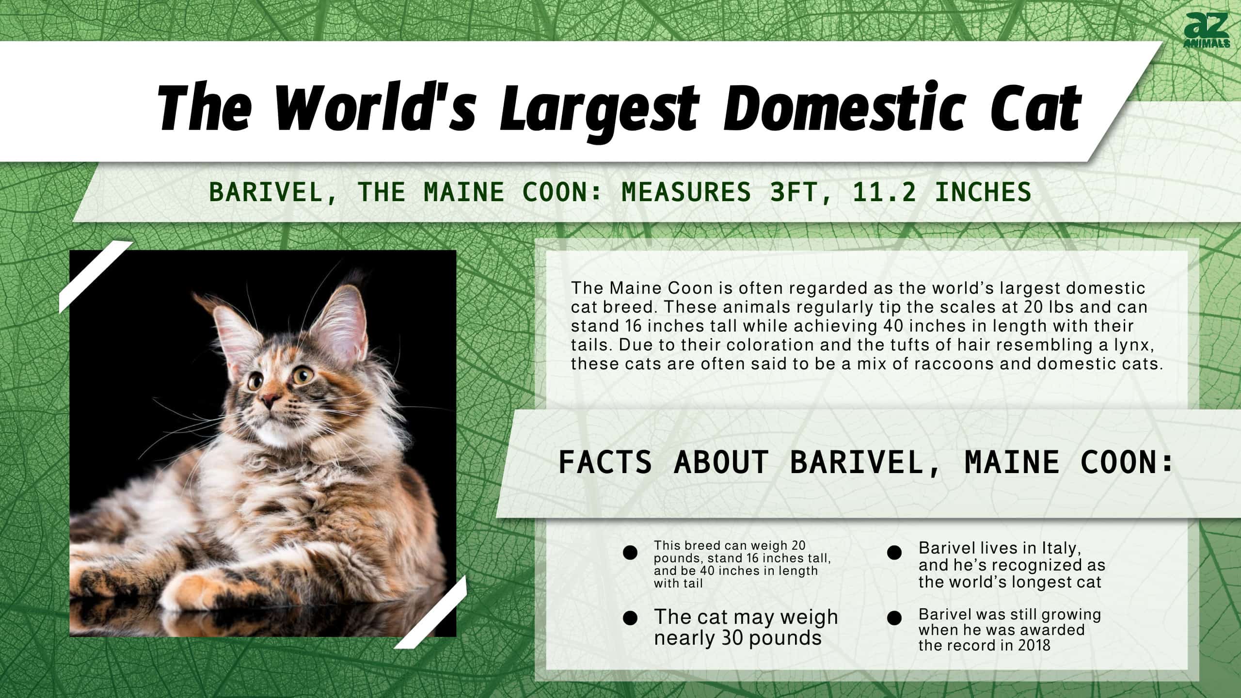 Meet the World’s Largest Domestic Cat