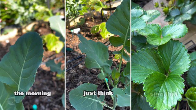 gardener shares warning sign from plants to help prevent overwatering: 'good to know'