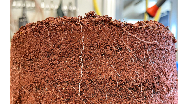 O regolito 'marciano' que foi usado na pesquisa, entremeado pelas raízes das plantas
