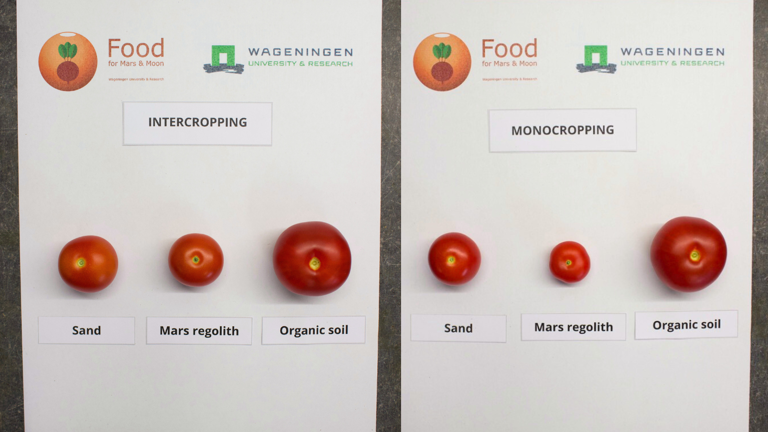 Nas duas fichas comparativas, é possível ver a diferença dos tomates cultivados na consorciação (à esquerda) ou como monocultura (à direita) de acordo com o solo utilizado: areia (à esquerda), regolito marciano (centro) e solo orgânico (à direita)