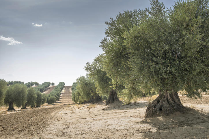 un nuevo producto nace del olivar español para el dopaje de ladrillos