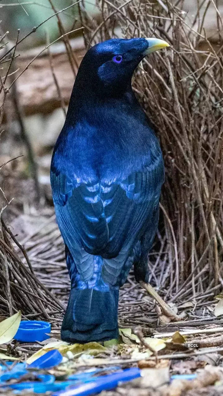 10 birds that exhibit the most advanced nest-building skills