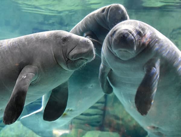 Florida Manatee Deaths Decline, But Starvation Remains A Concern