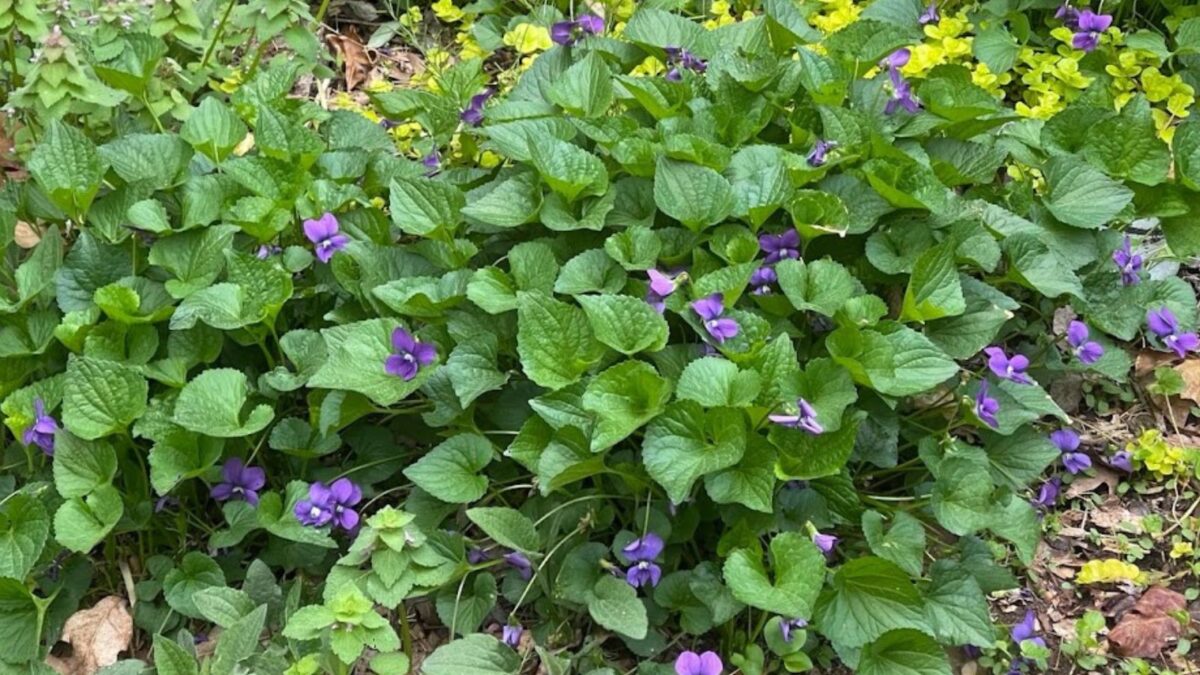 11 Beautiful Shade-Loving Ground Cover Plants