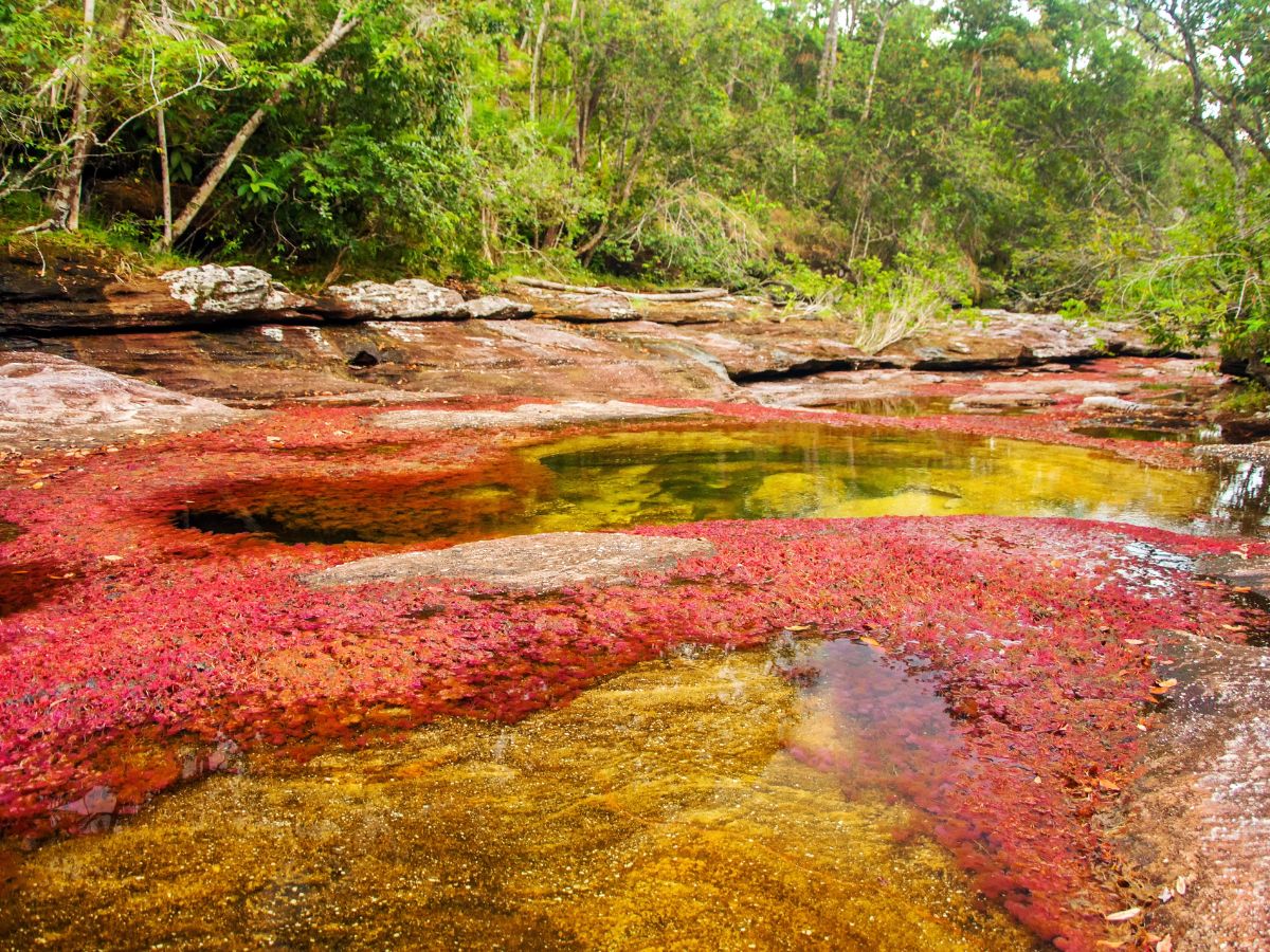 <p>Known as the “River of Five Colors,” Caño Cristales is one of the most colorful rivers in the world. The river displays vibrant hues of red, green, yellow, blue, and black due to the aquatic plants and algae that thrive in its crystal-clear waters.</p>