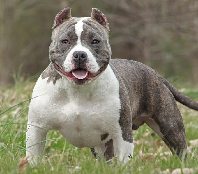 Discover the 8 Largest Pit Bull Breeds and How They Grew So Large