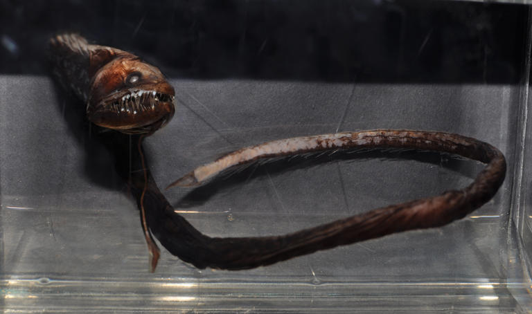 Deep Sea Dragonfish Emanates Red Light from Eyes