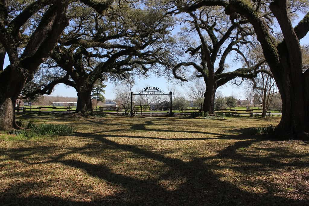 <p>Some descendants of enslaved laborers remained in Oakland throughout the 20<sup>th</sup> century as sharecroppers and tenant farmers. Today, tourists can visit this historical plantation, which has nearly 60 existing buildings.</p><p>Remember to scroll up and hit the ‘Follow’ button to keep up with the newest stories from Seattle Travel on your Microsoft Start feed or MSN homepage!</p>