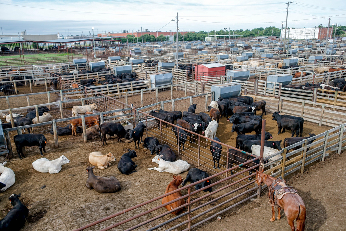 Sold to the highest bidder! Oklahoma National Stockyards holds cattle ...