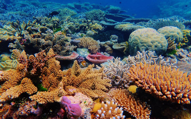 Responsible visitors can aid the spectacular reef's preservation