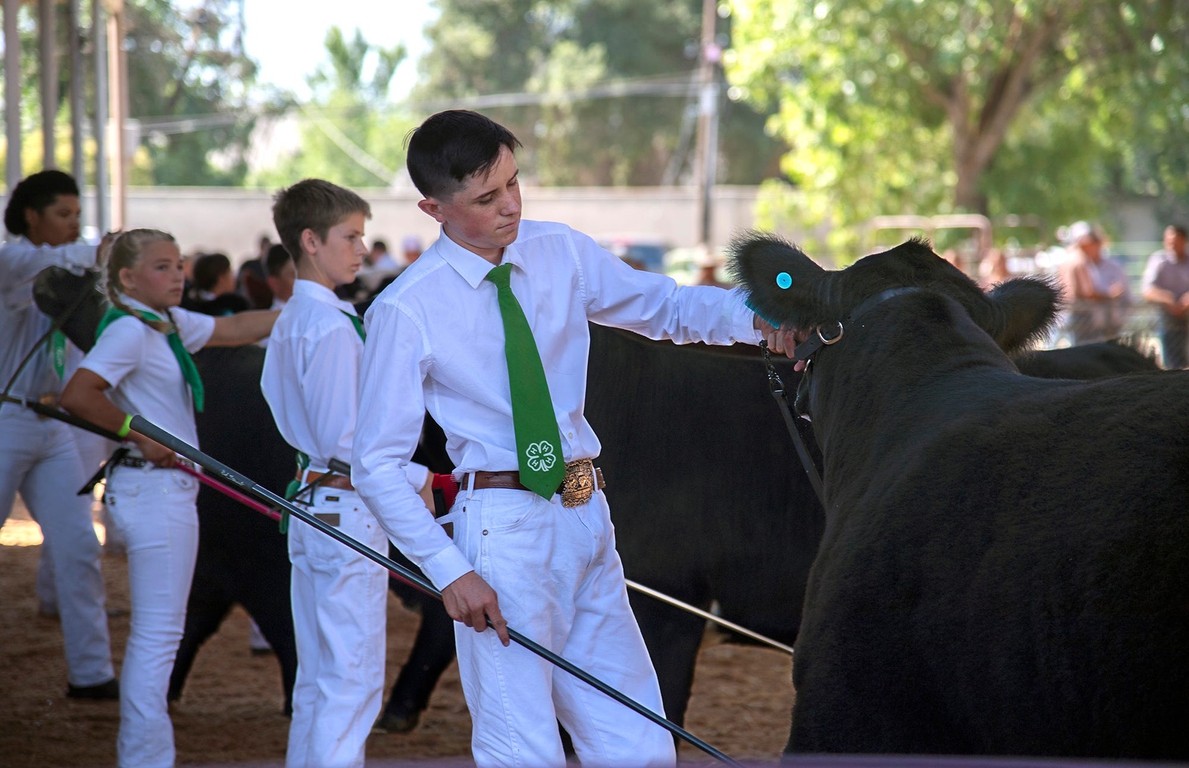 Nearly 2,000 students show of their animals during San Joaquin AgFest