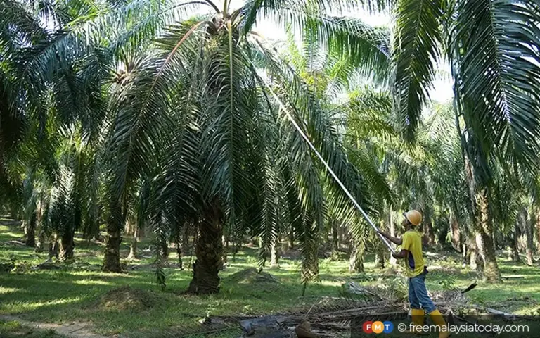 58,000 S’wak oil palm smallholders risk losing EU market access, says Nanta