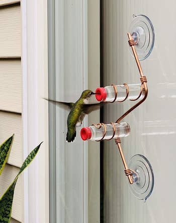 a hummingbird eating at a feeder stuck on a window with suction cups