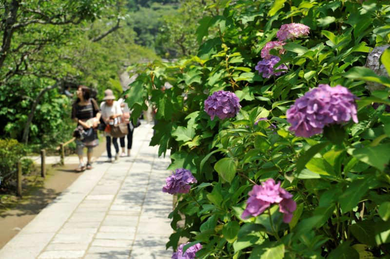 散歩の達人おすすめの鎌倉のアジサイ名所14選！ 超人気スポットから地元で愛される穴場まで